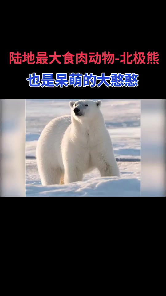 作为陆地最大的食肉动物,没想到你也是这样呆萌的大憨憨