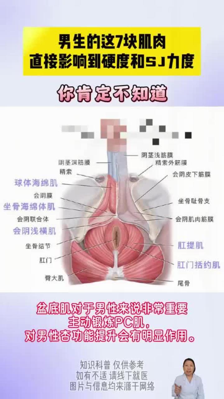 你知道男性哪些肌肉会影响硬度