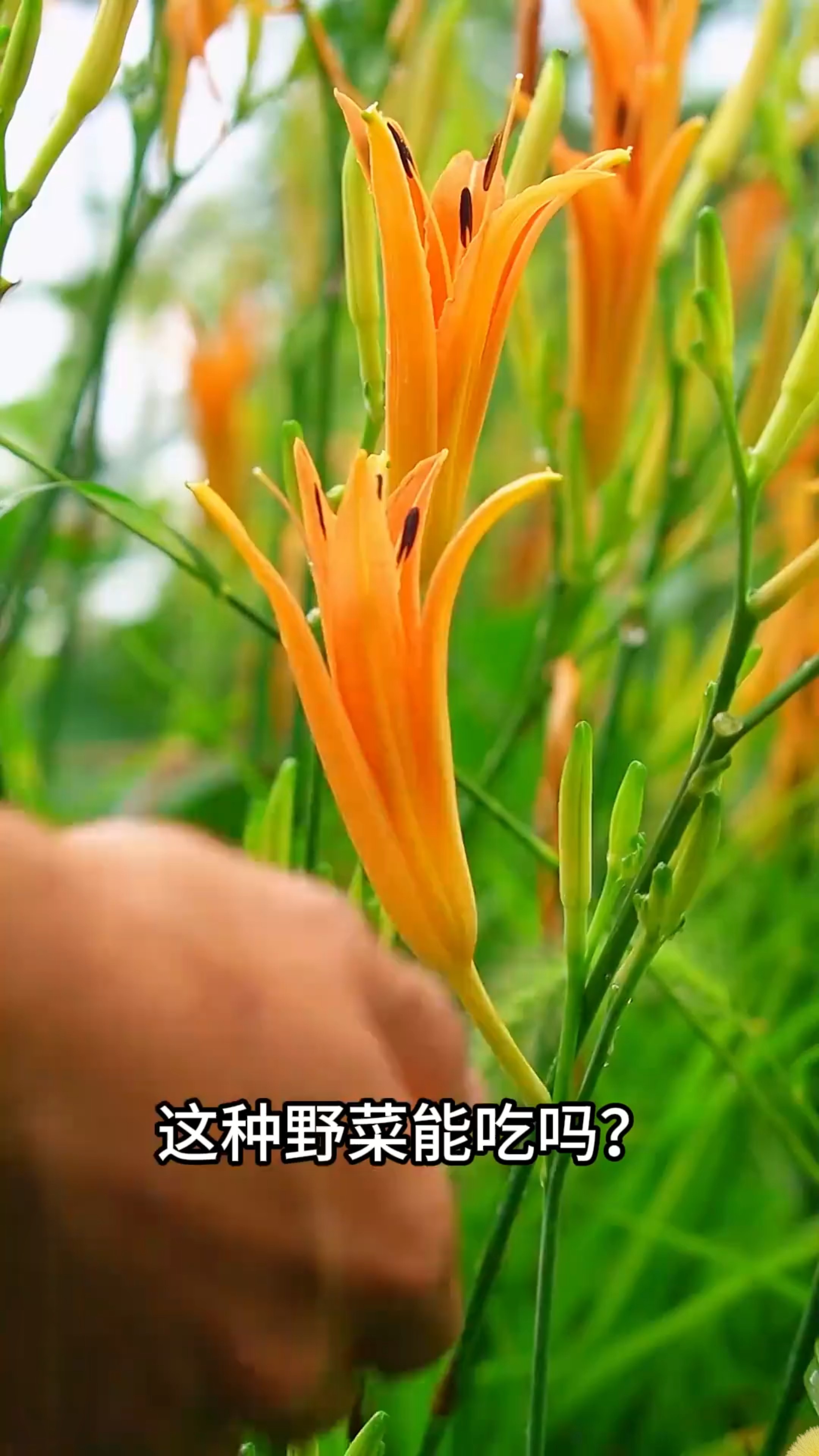 “可食用野菜大合集”一口气带你认识13种野菜，你都吃过几种？