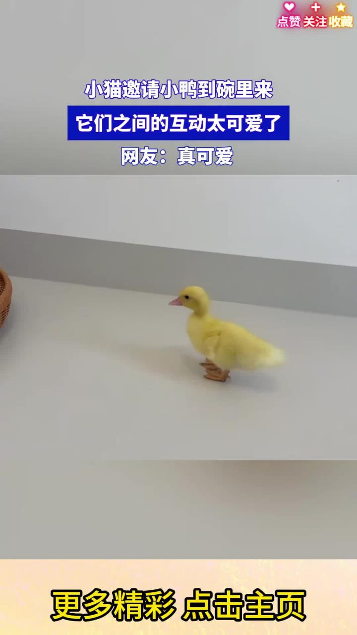 小猫邀请小鸭到碗里来，它们之间的互动太可爱了，网友：真可爱