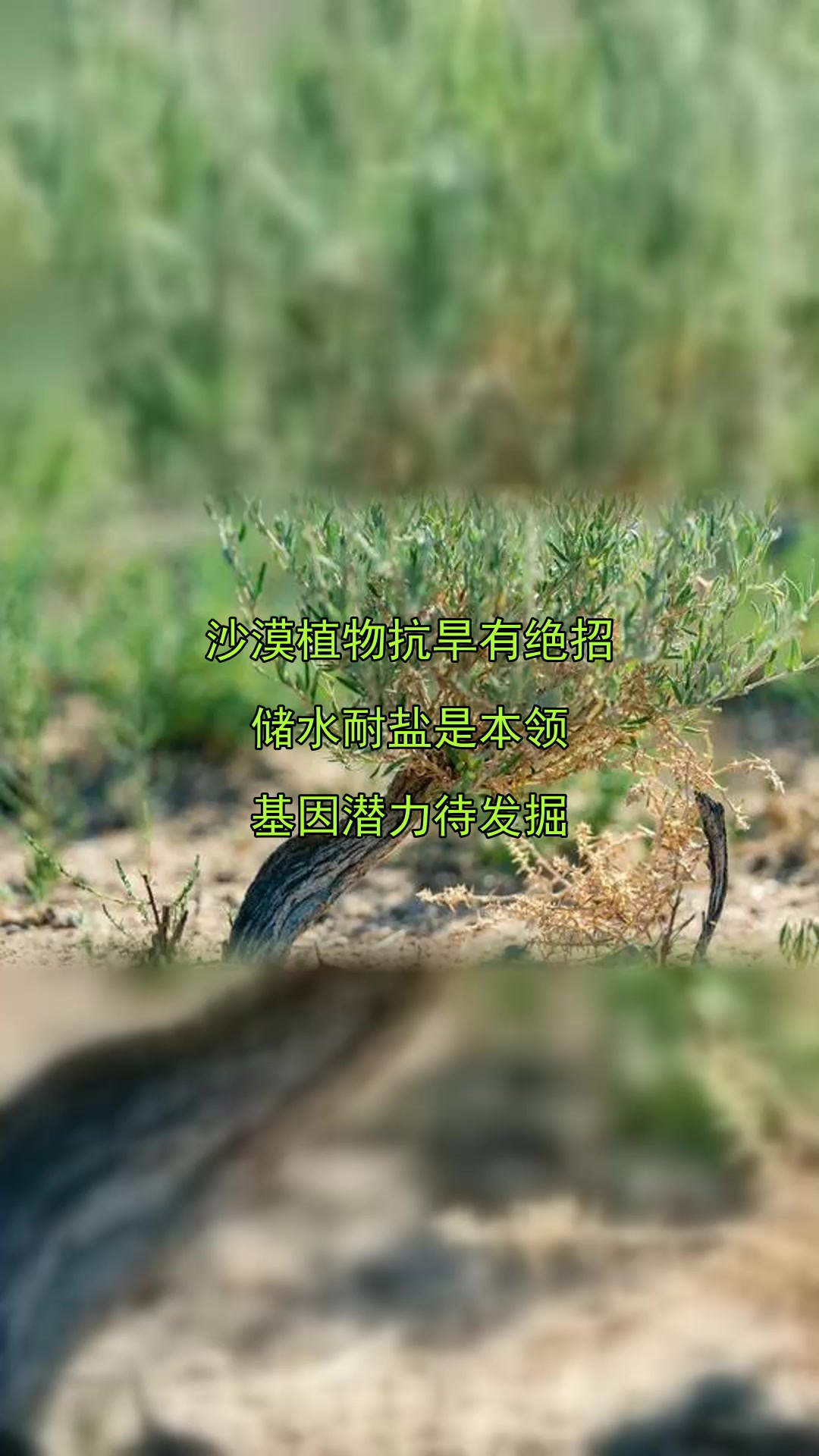 沙漠植物抗旱有绝招,储水耐盐是本领,基因潜力待发掘