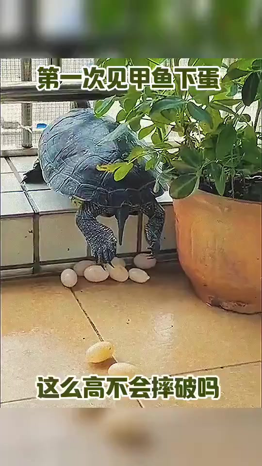 第一次见甲鱼下蛋,这么高不会摔坏吗