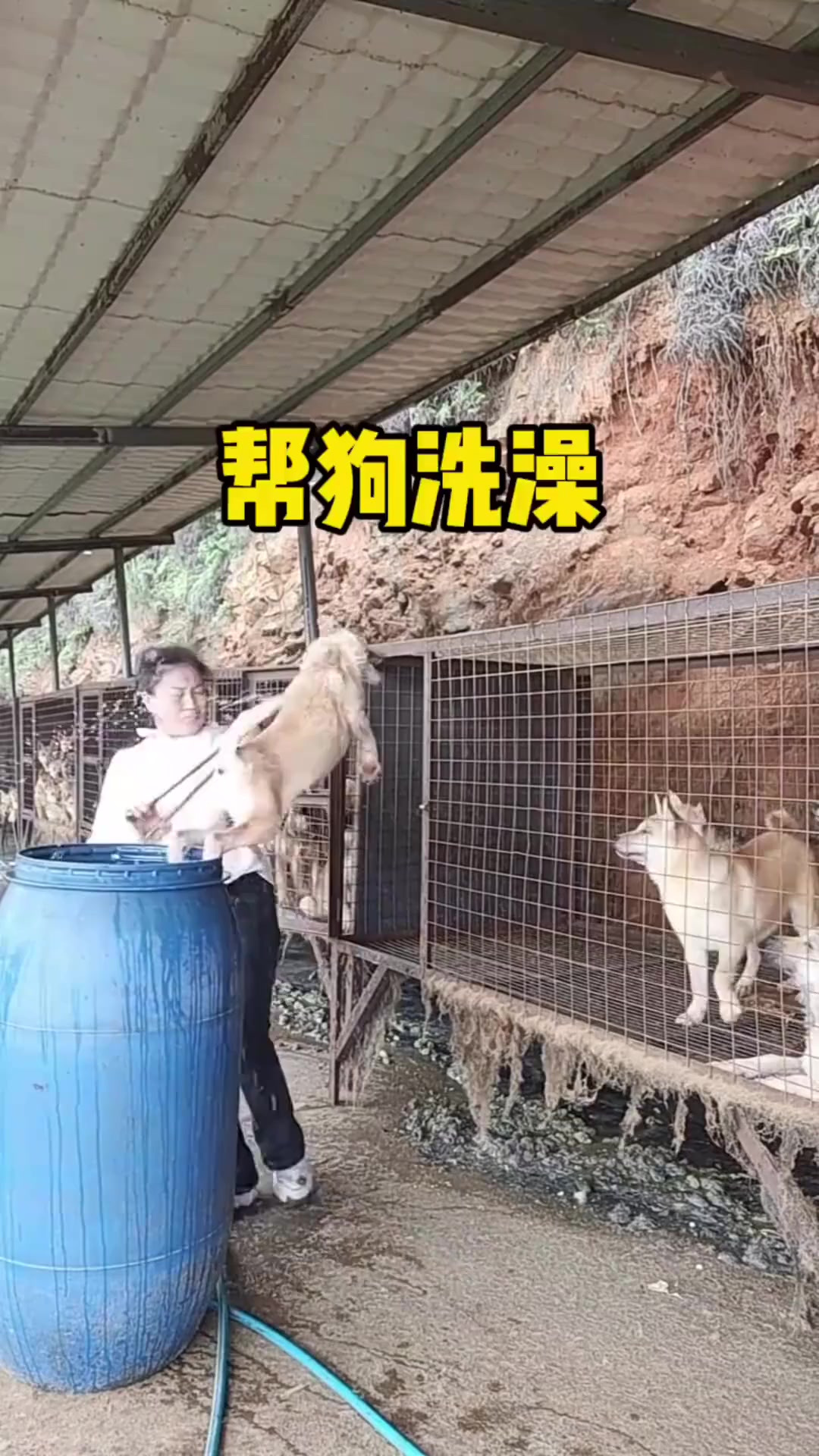 这就是狗子养殖场洗澡过程
