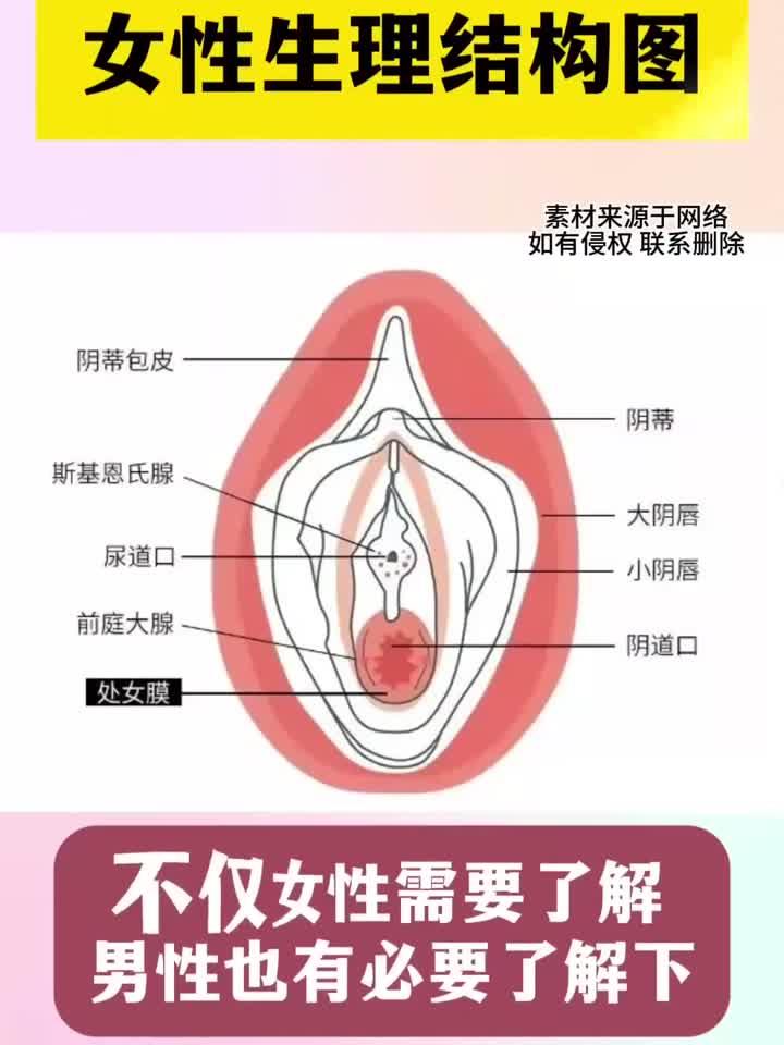 女性身体构造全解析:视频图解