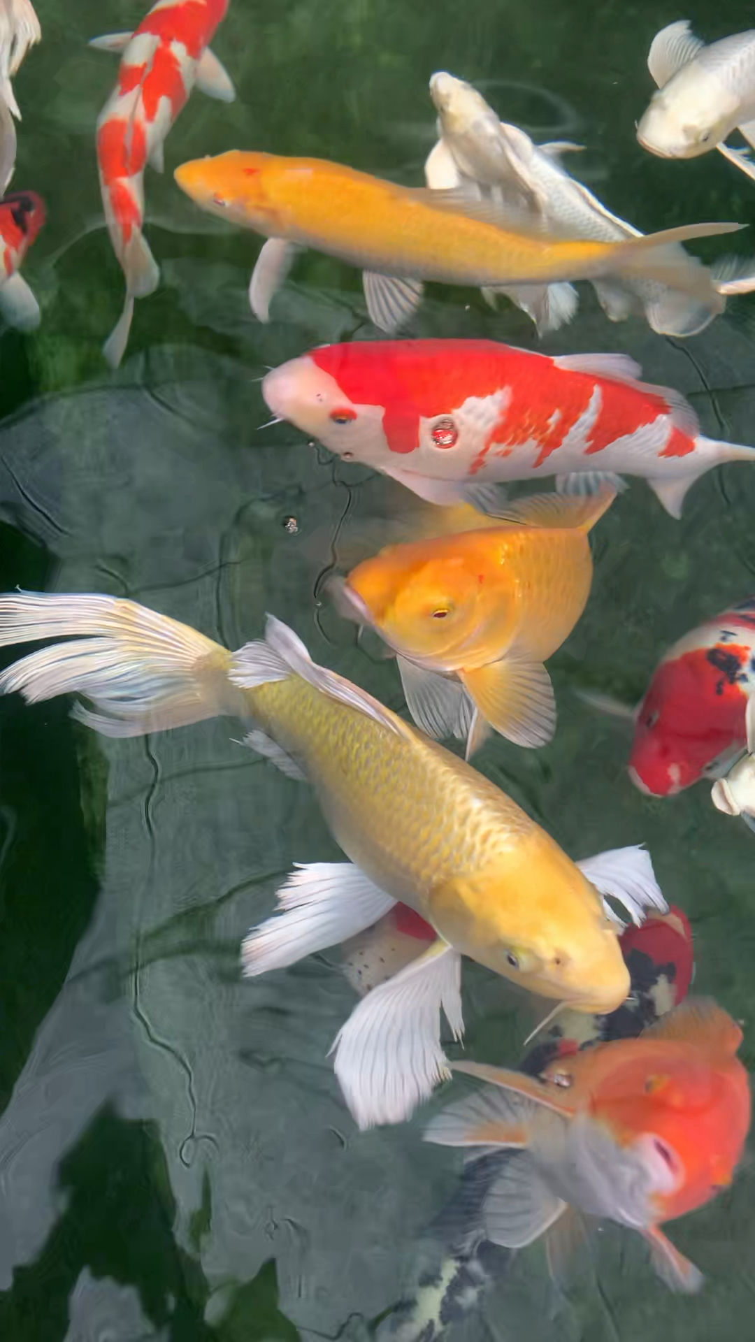 锦鲤鱼池天凉了还需要继续喂食吗