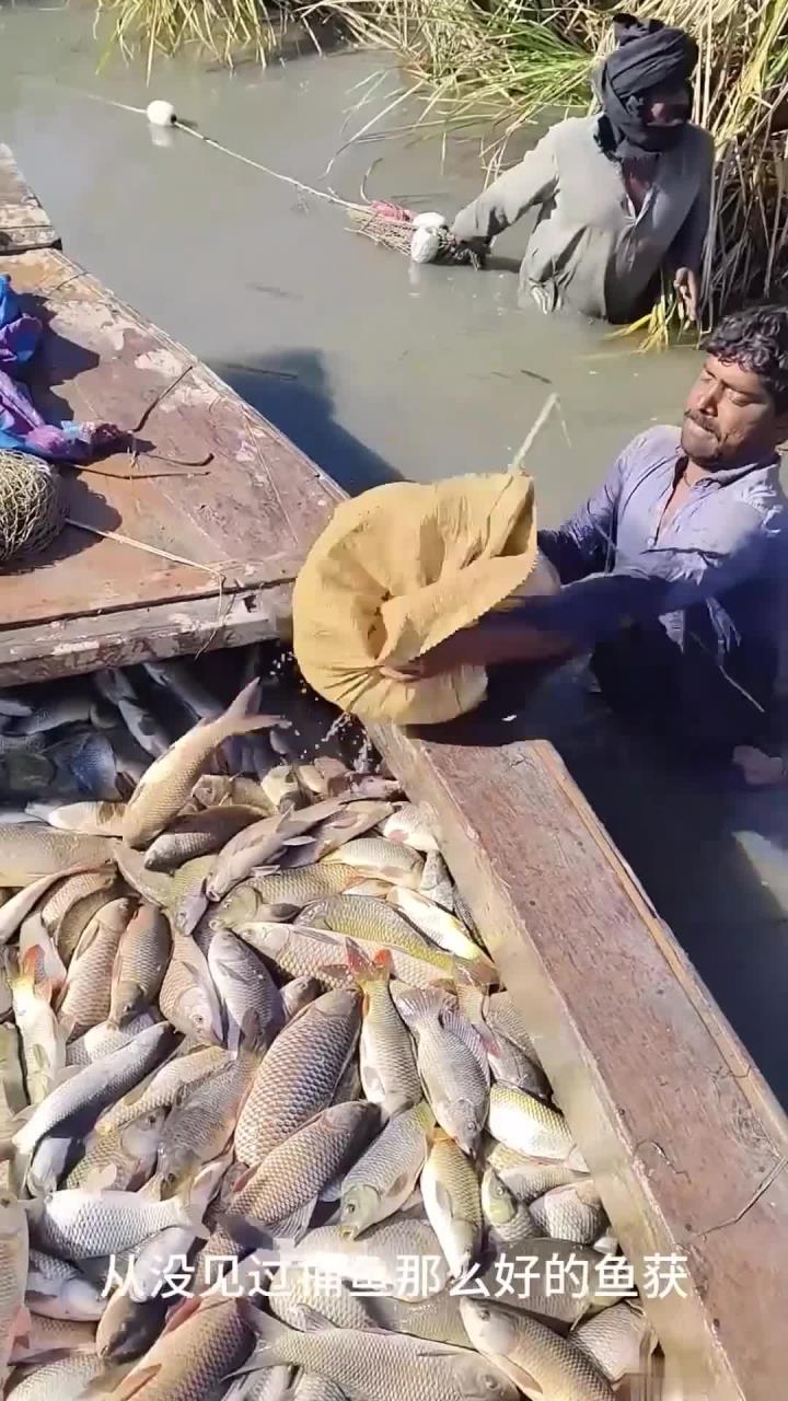 渔民河道捕鱼，用蛇皮袋装鱼倒到船舱里，鱼多得都快溢出来了