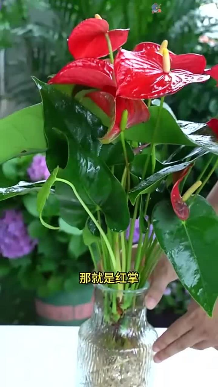 中国人十分钟爱的盆花——,它的花色鲜艳而红火,炙热而奔放,它的花语是:燃烧的心