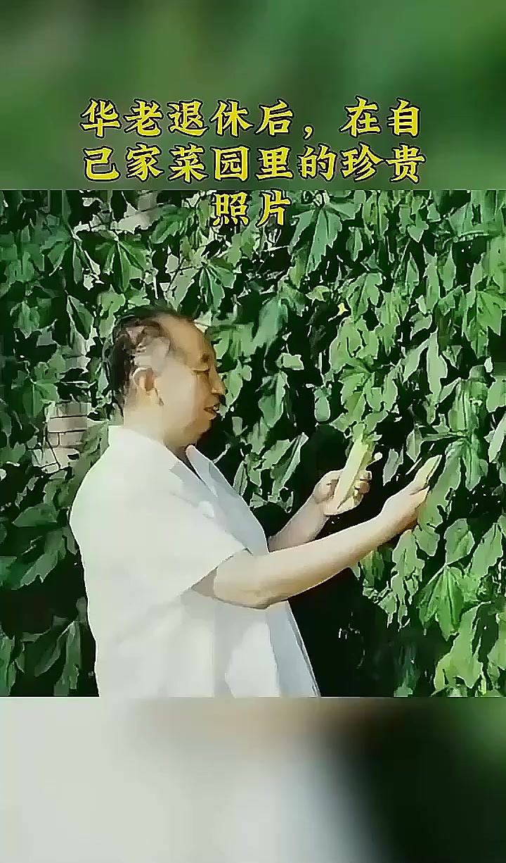 华老退休后,在自己家菜园里的珍贵照片