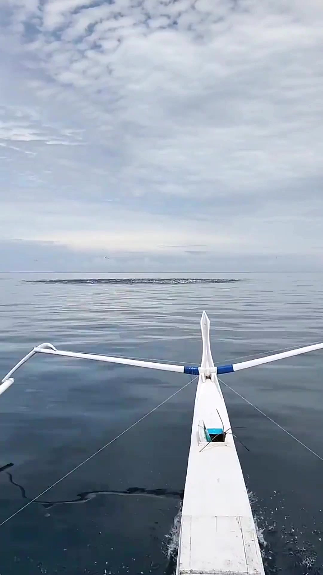 户外捕鱼:渔民在大海中央遇到罕见的鱼群觅食场景!