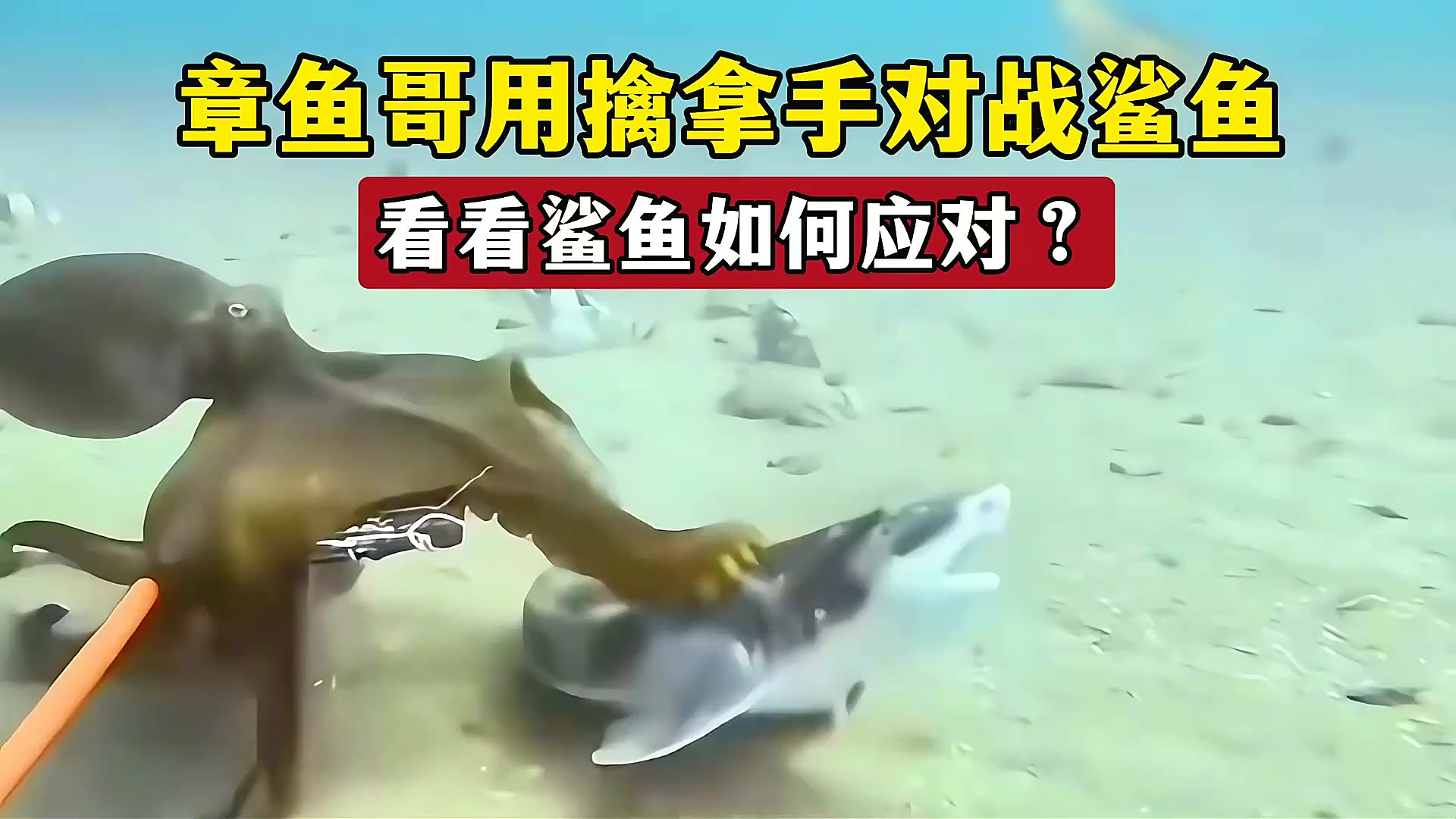 章鱼哥用擒拿手主动袭击鲨鱼,看看海底霸王如何应对?场面罕见