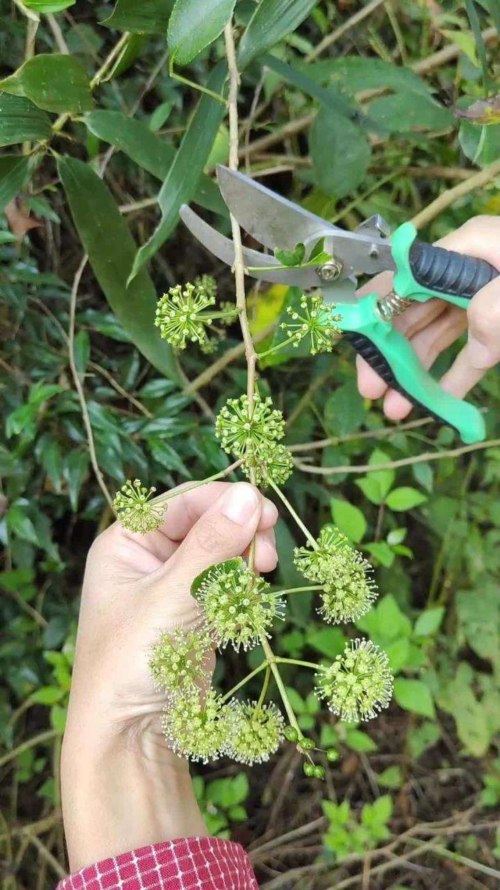 三加皮别名苦刺头、鸡脚菜，懂它的人把它当“宝贝”