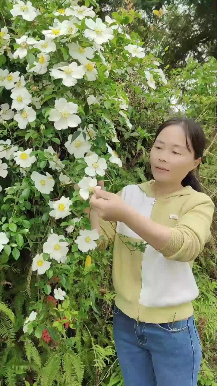 你吃过金樱子花吗？它不仅好看还能吃，有经验的村民会摘它来煎鸡蛋饼