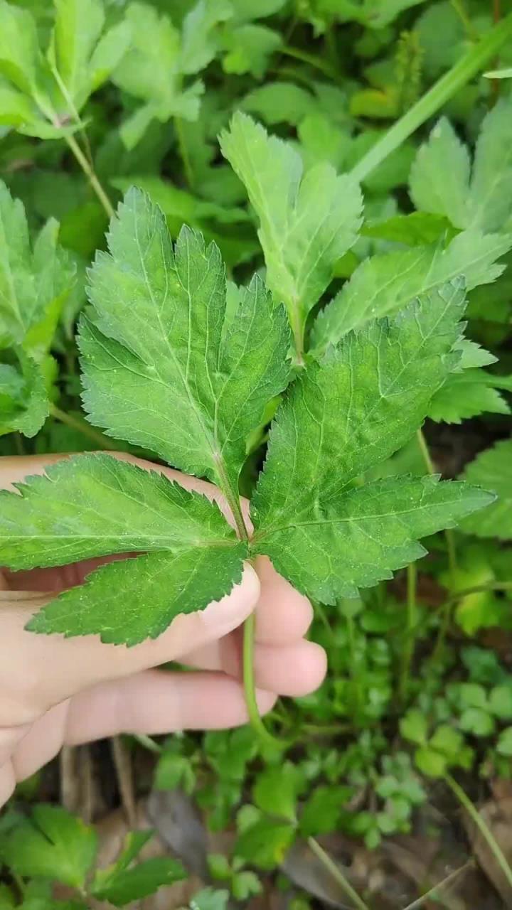 春天必吃的野菜鸭儿芹，你有吃过吗？