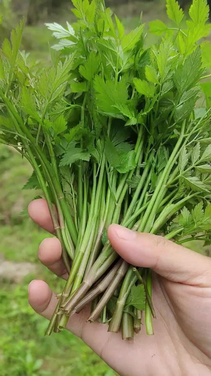 带你认识春天里的种野菜