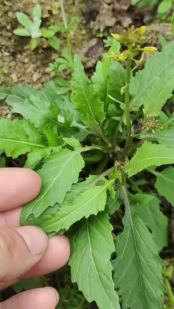 蔊菜又叫塘葛菜、野油菜，是一种自带独特鲜味的野菜，特别是用来煲鲫鱼汤，鲜香味美
