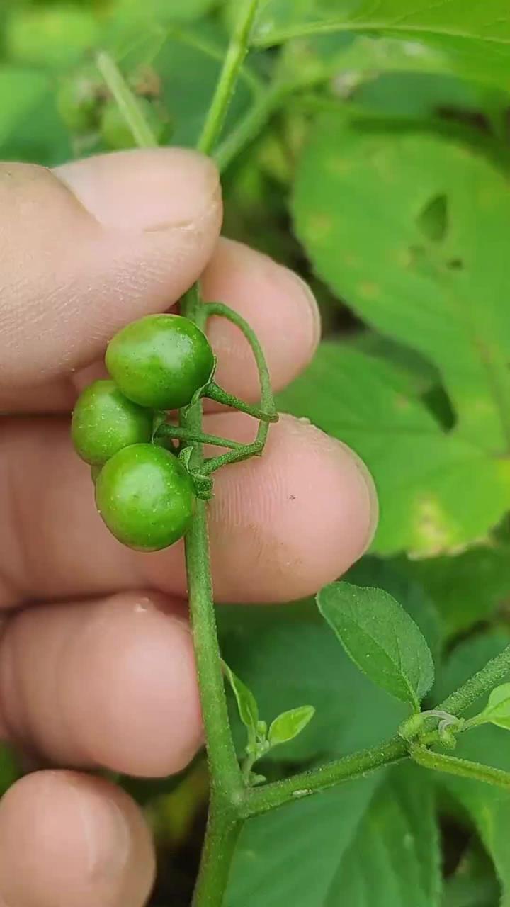 龙葵又叫白花菜，懂它的老先生常采收它，你了解它吗？