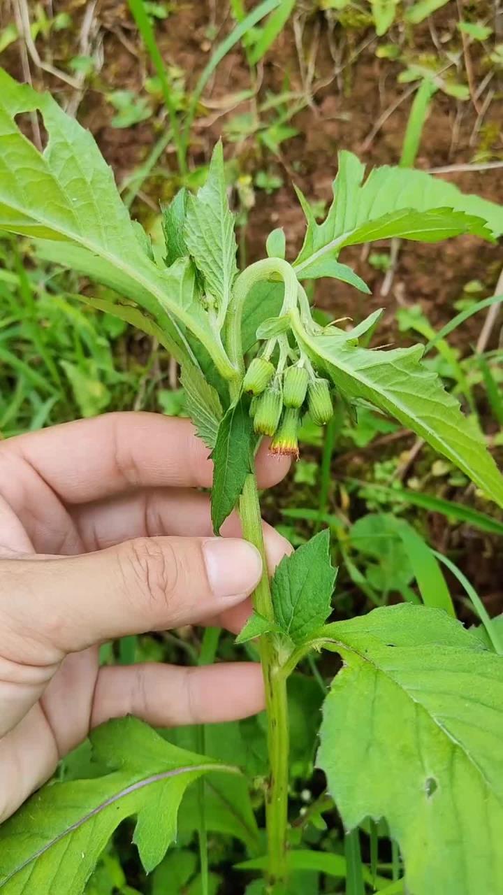 野茼蒿又叫革命菜,懂它的人把它当宝贝
