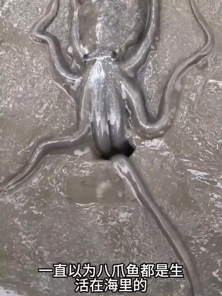 原来八爪鱼是生活在地下的呀