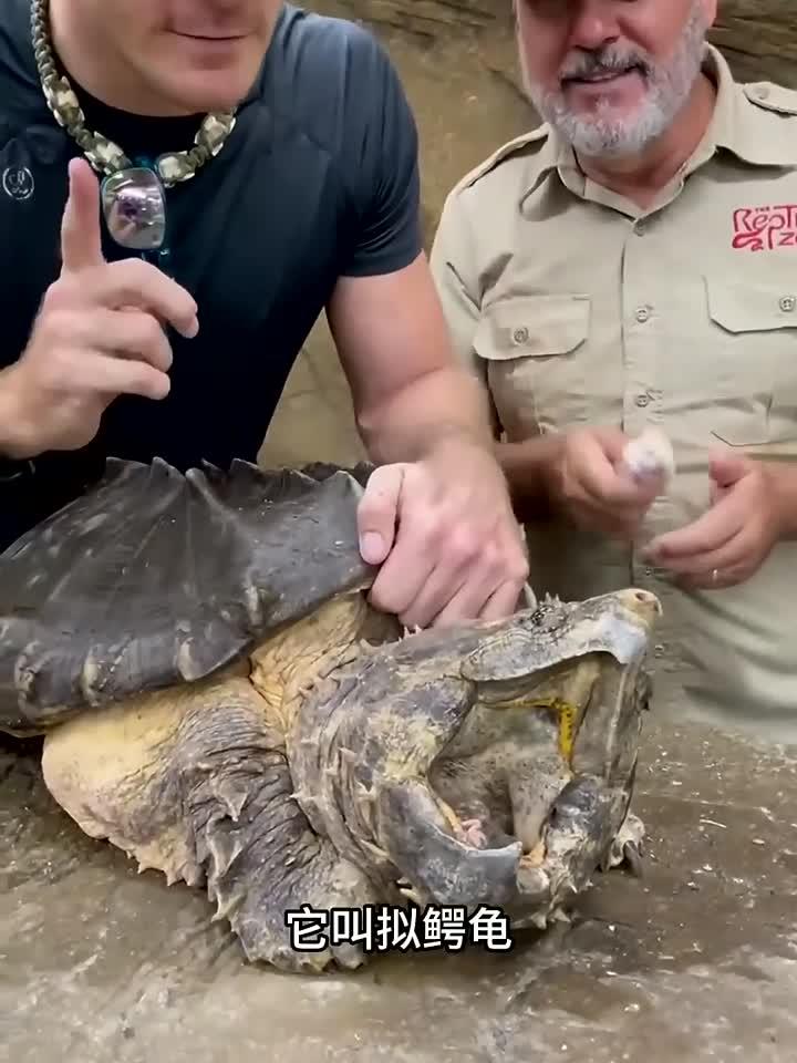 拟鳄龟你们见过吗?