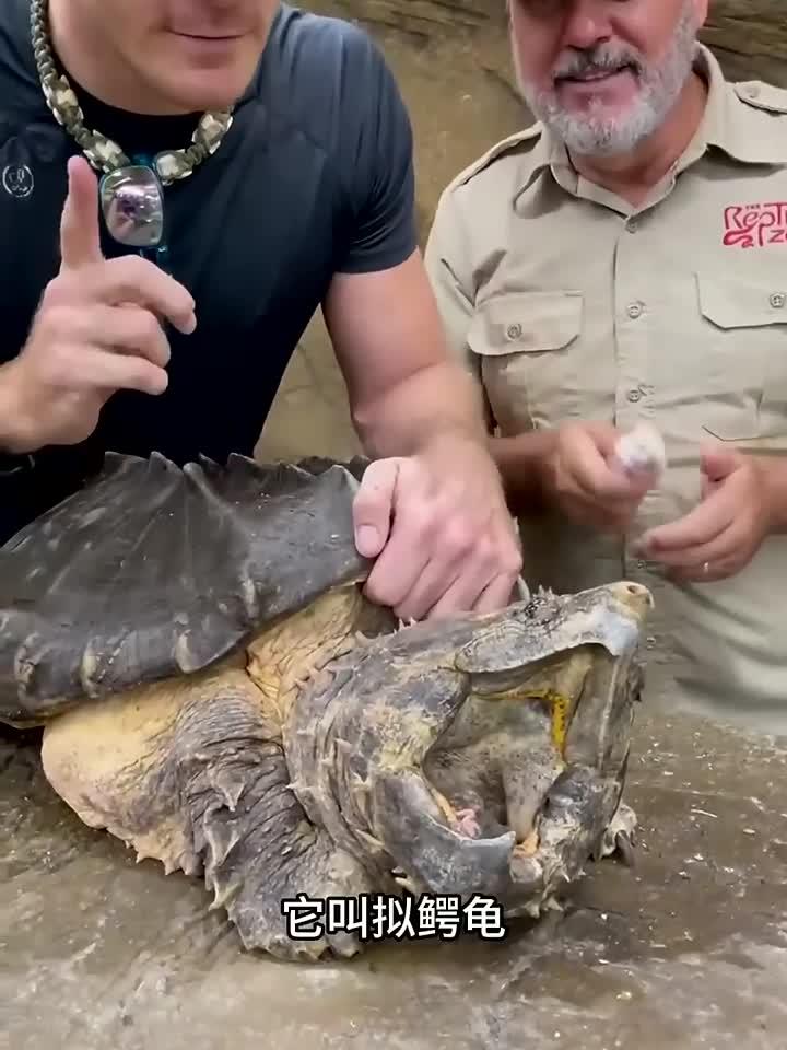 拟鳄龟你们见过吗?