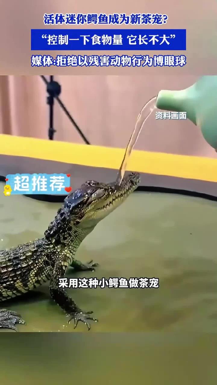 活体迷你鳄鱼成为新茶宠？媒体：拒绝以残害动物行为博眼球