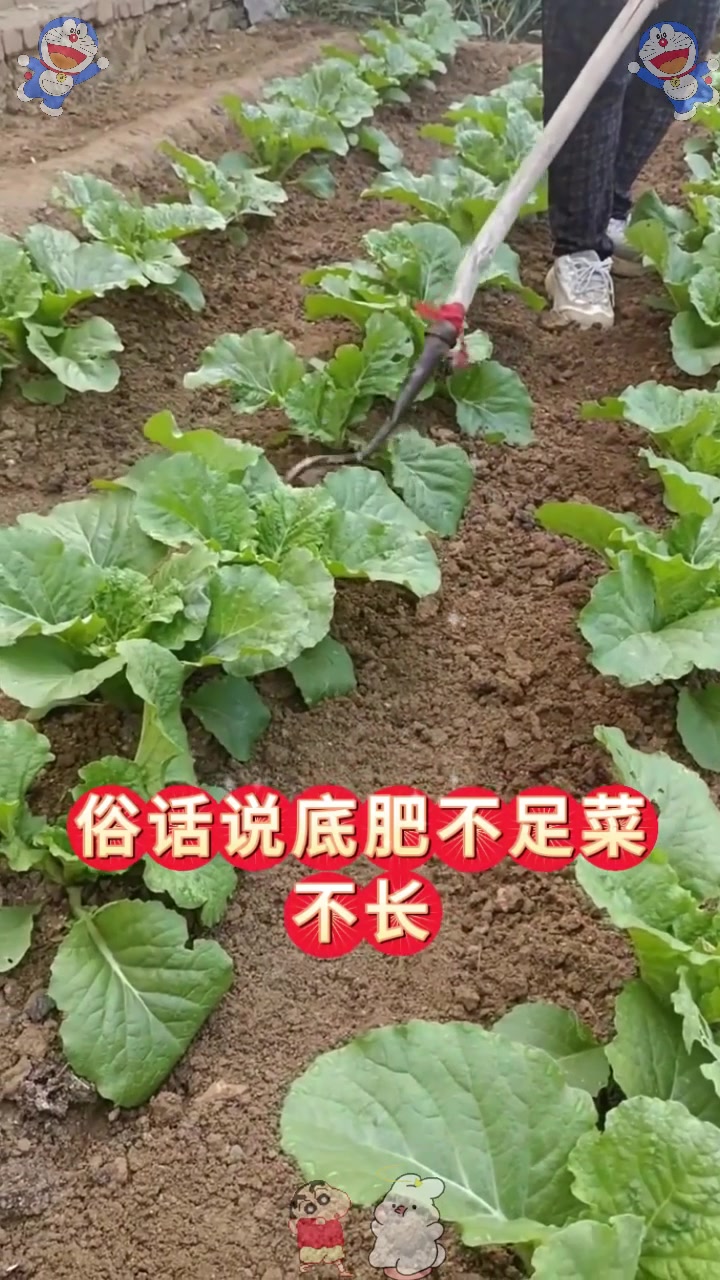  白菜这么种出苗齐出苗快,又大又好产量高