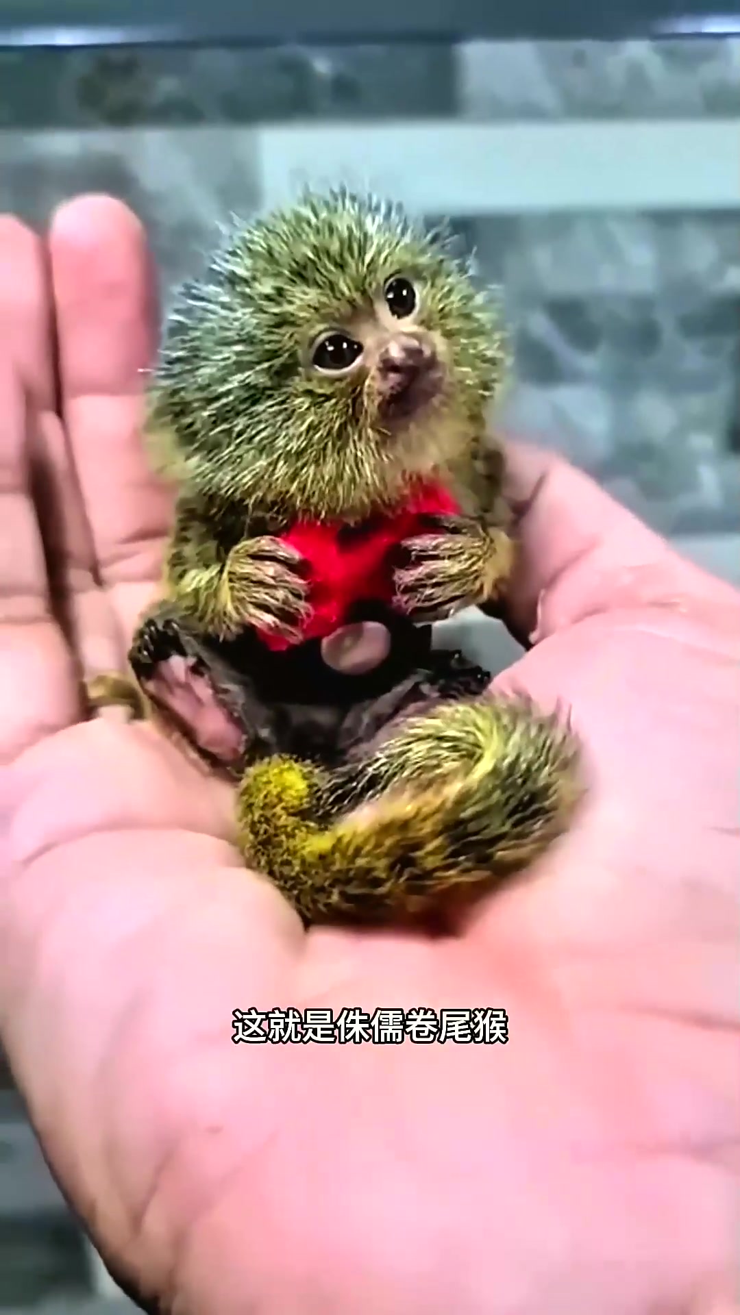  地球上最小的猴子