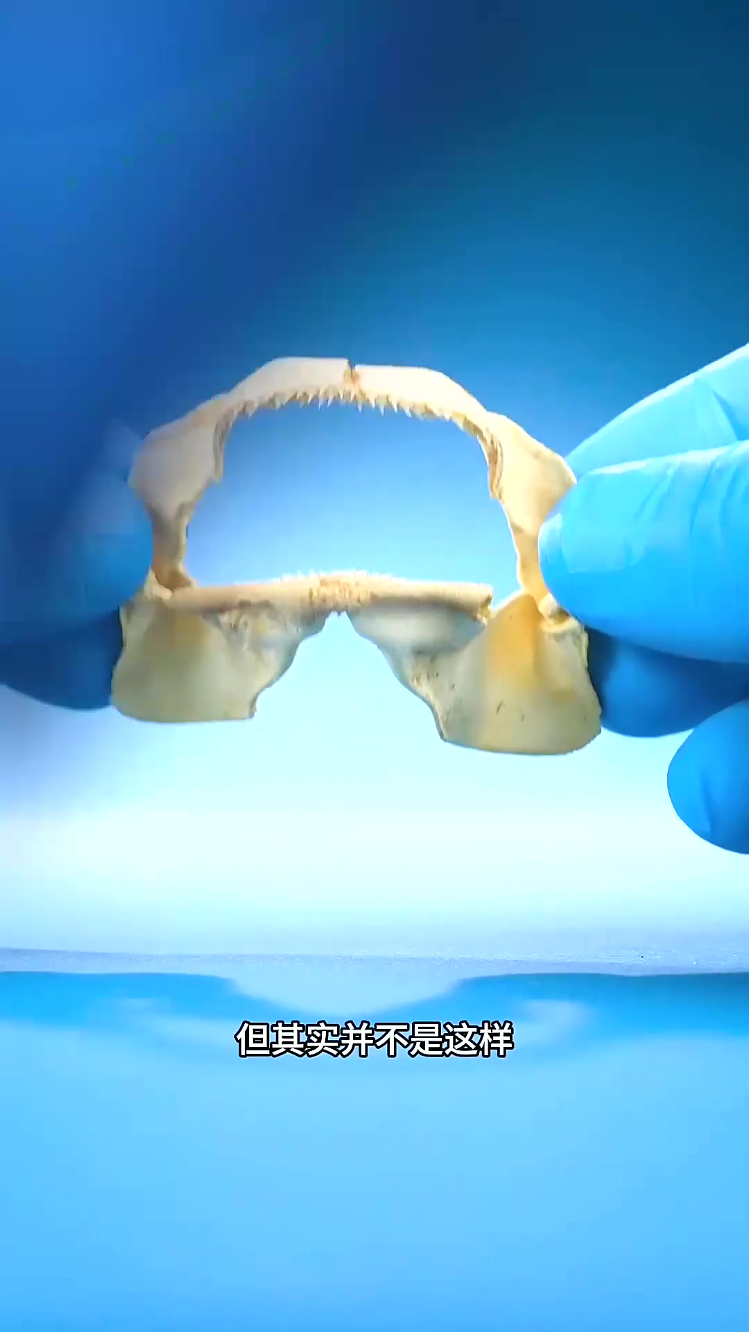  这才是牙齿最多的鱼