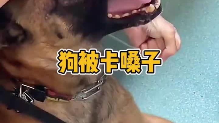 狗被鱼刺卡嗓子