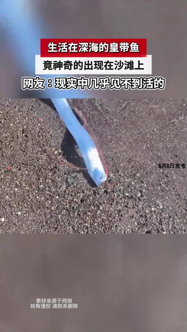 生活在深海的皇带鱼,竟神奇的出现在沙滩上