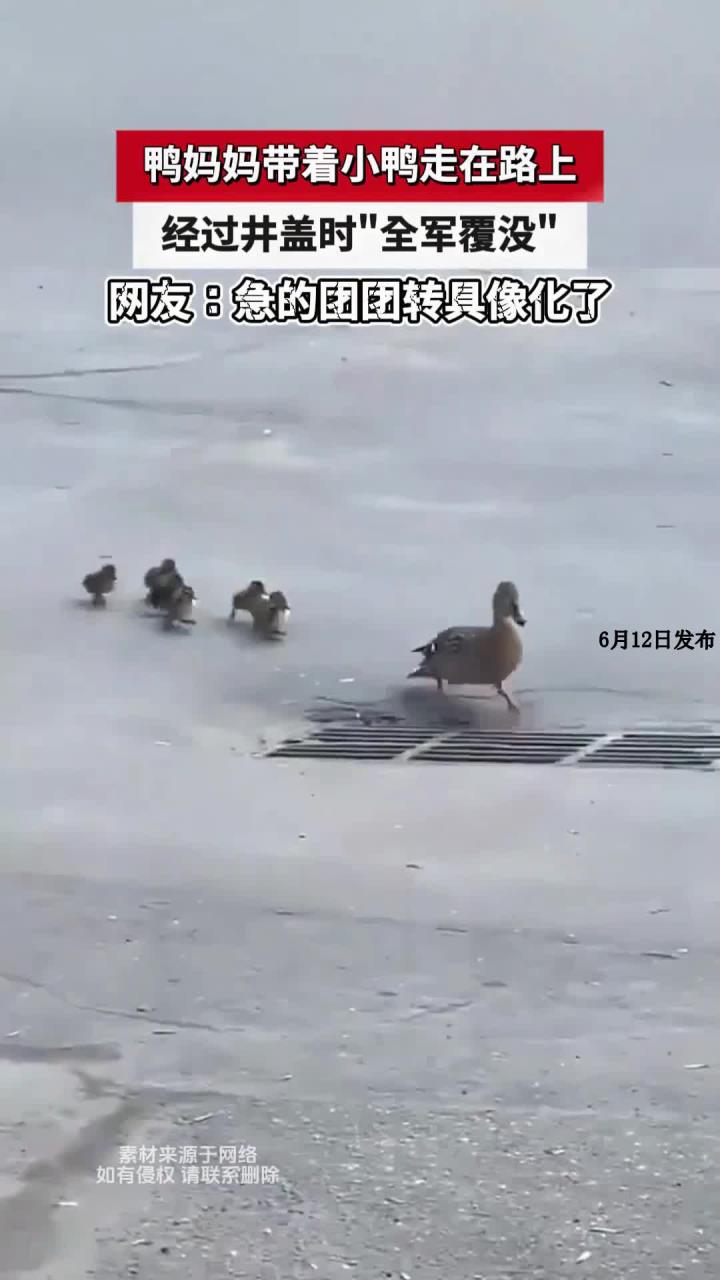 鸭妈妈带着小鸭走在路上,经过井盖时全军覆没