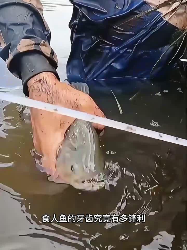 食人鱼的牙齿究竟有多锋利？