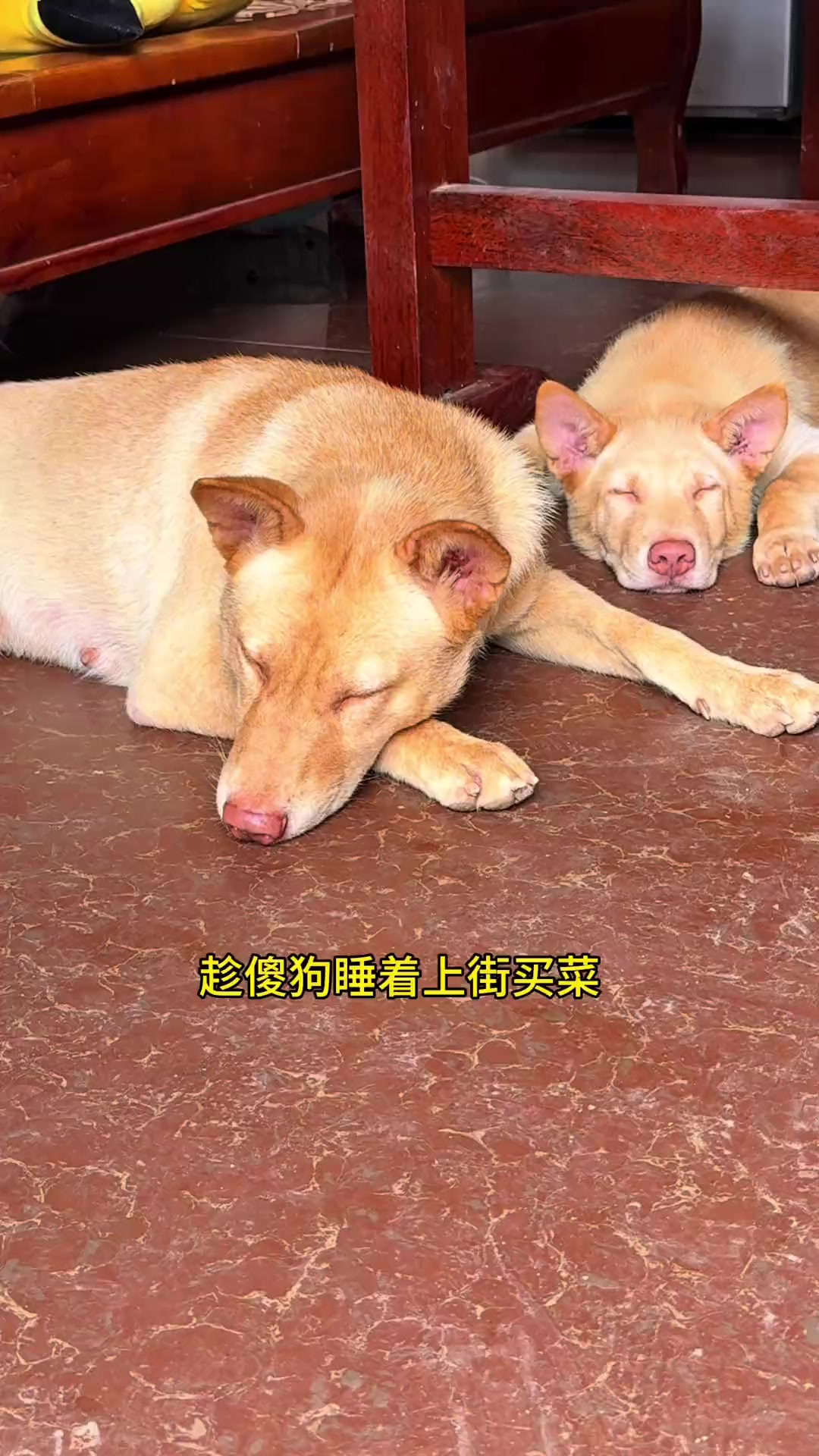 今天安排一个花生猪蹄汤招待娘家人