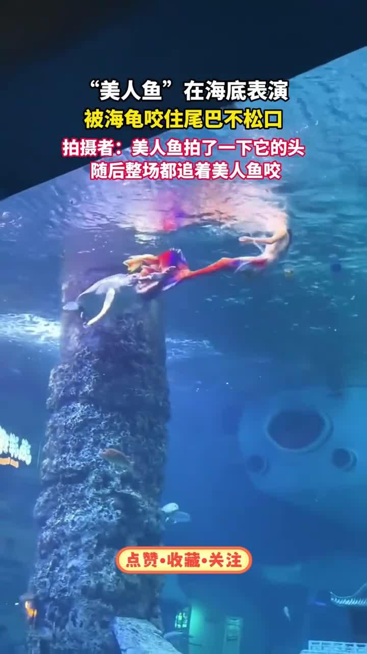 “美人鱼”在海底表演，被海龟咬住尾巴不松口