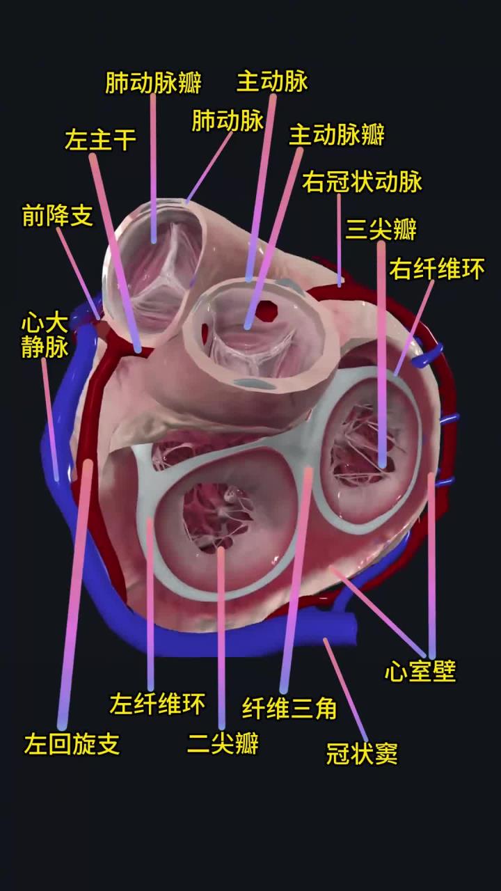 心脏的解剖结构！
