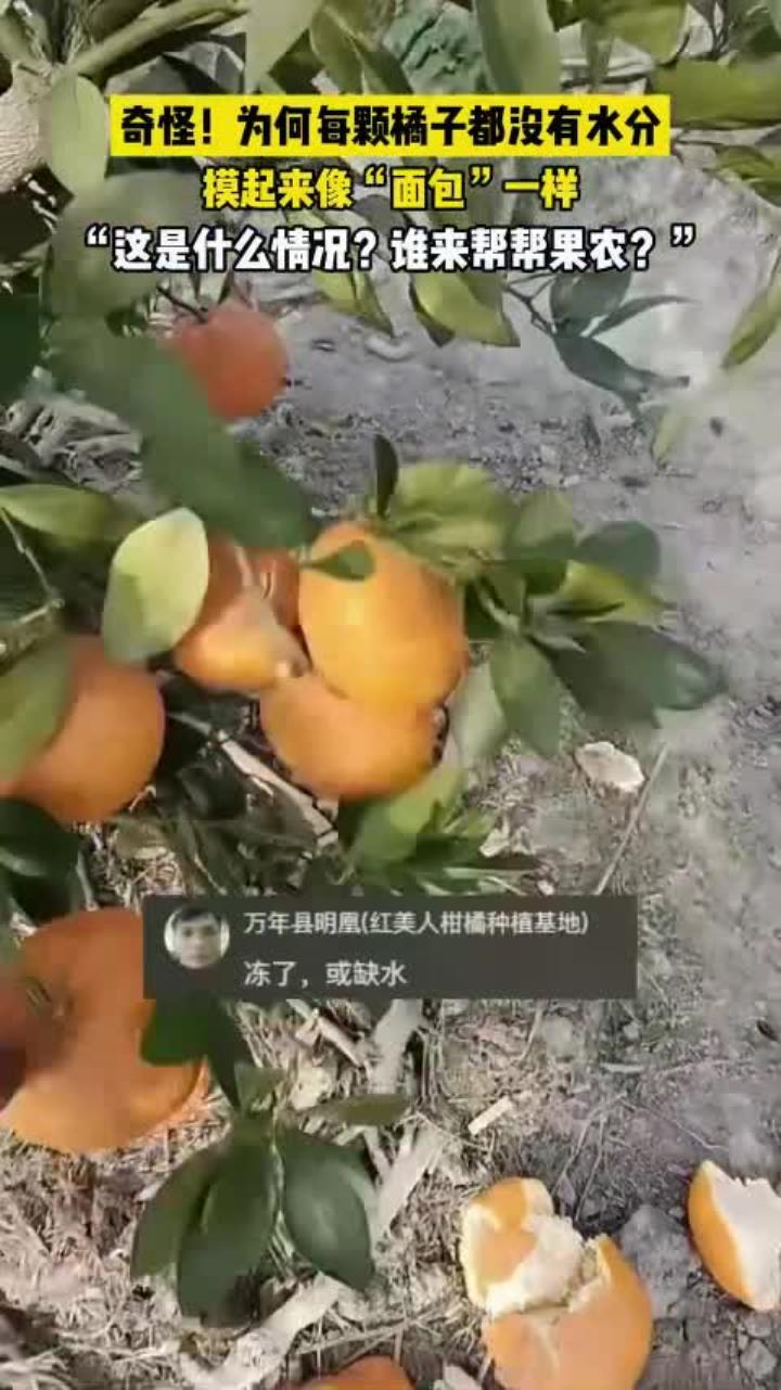 奇怪!为何每颗橘子都没有水分,像面包一样干巴巴