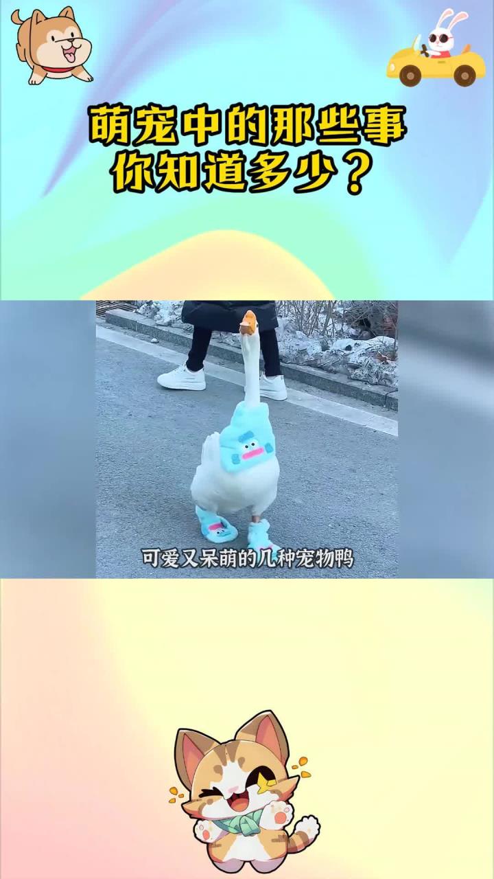 可爱又呆萌的几种宠物鸭，你喜欢哪只？