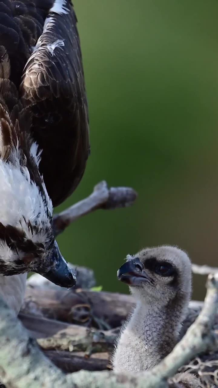 鱼鹰喂养幼鸟的温柔一幕,简直不可思议