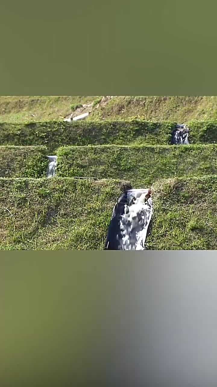 鲶鱼交配与产卵全过程揭秘