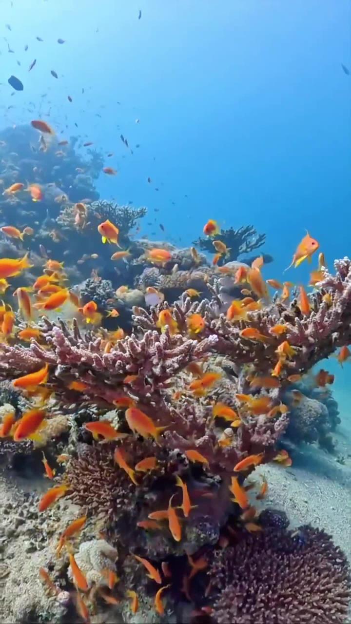 畅游梦幻蓝海,感受五彩斑斓的珊瑚与鱼群世界!
