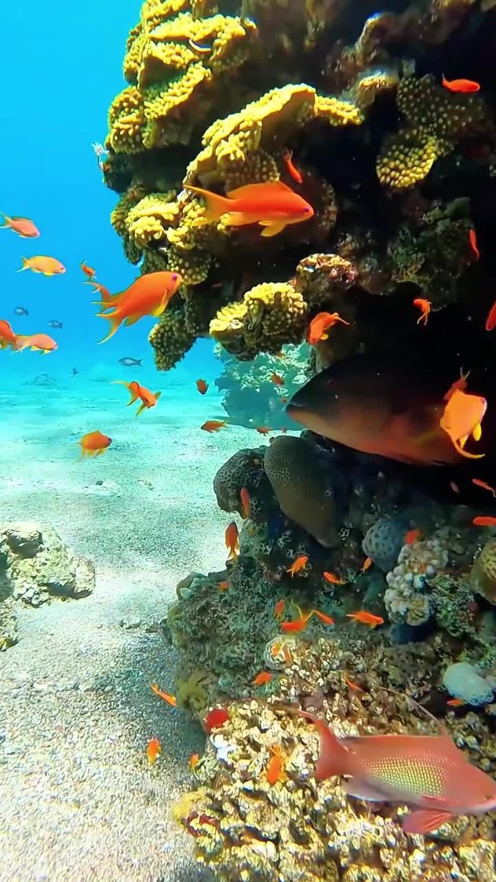 海底世界五彩斑斓的鱼儿尽情舞动