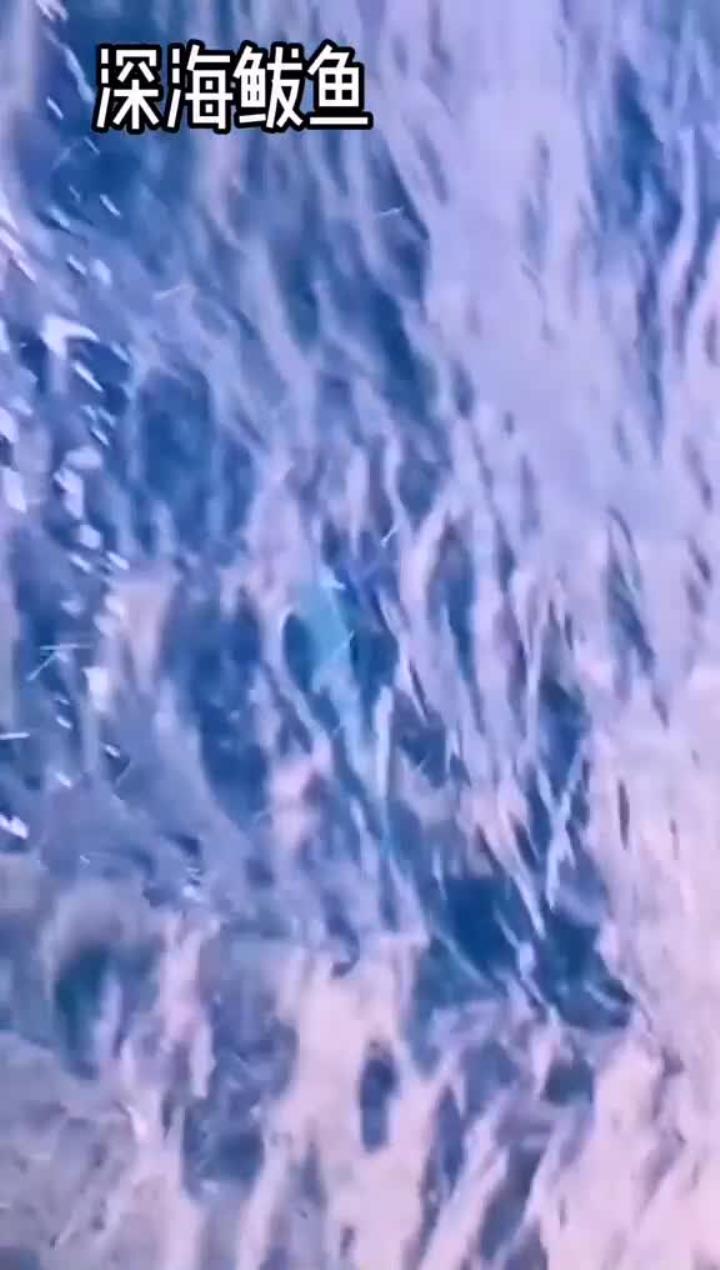 深海中马鲛鱼在胶东又名鲅鱼它们在海中是这个样子的