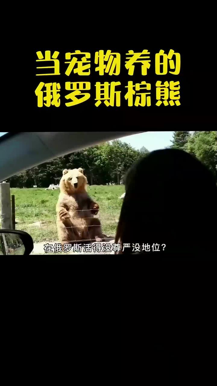 战斗力爆表的棕熊,在俄罗斯活得没尊严,甚至打不过一只猫吗?
