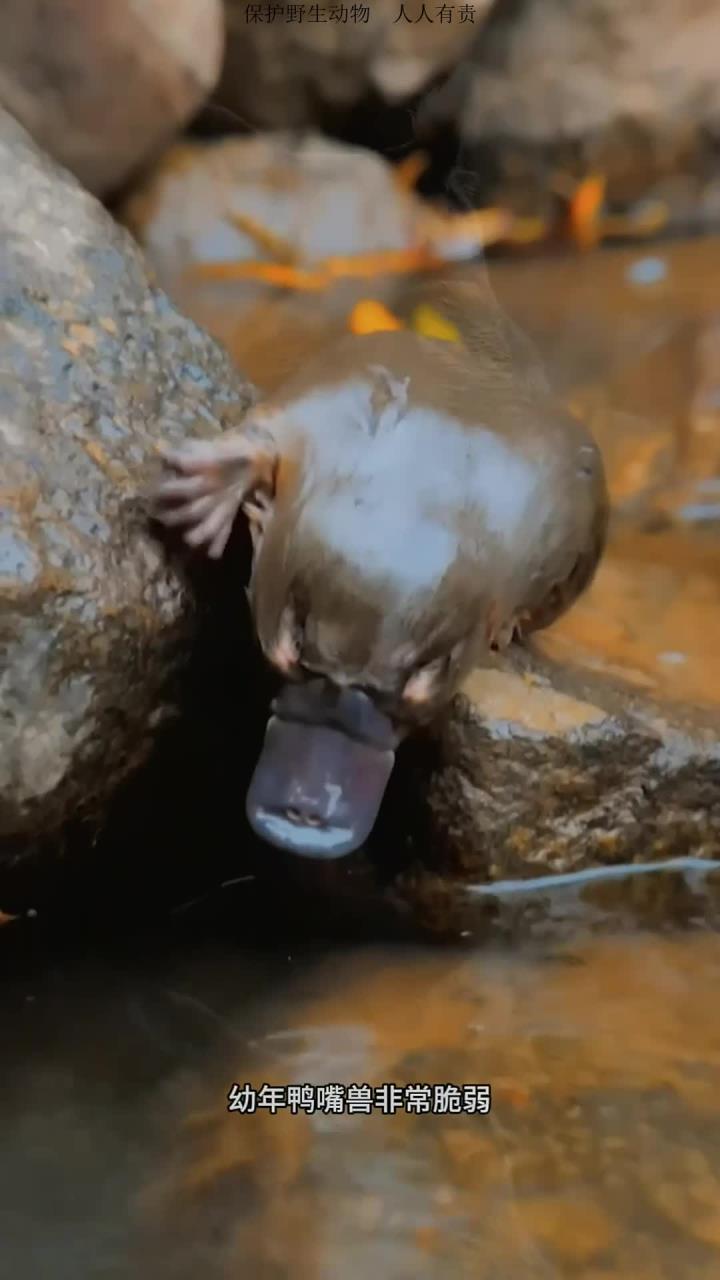 鸭嘴兽成长故事:传说生物的真实存在解析