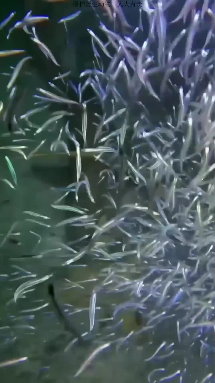 来鲨鱼派对