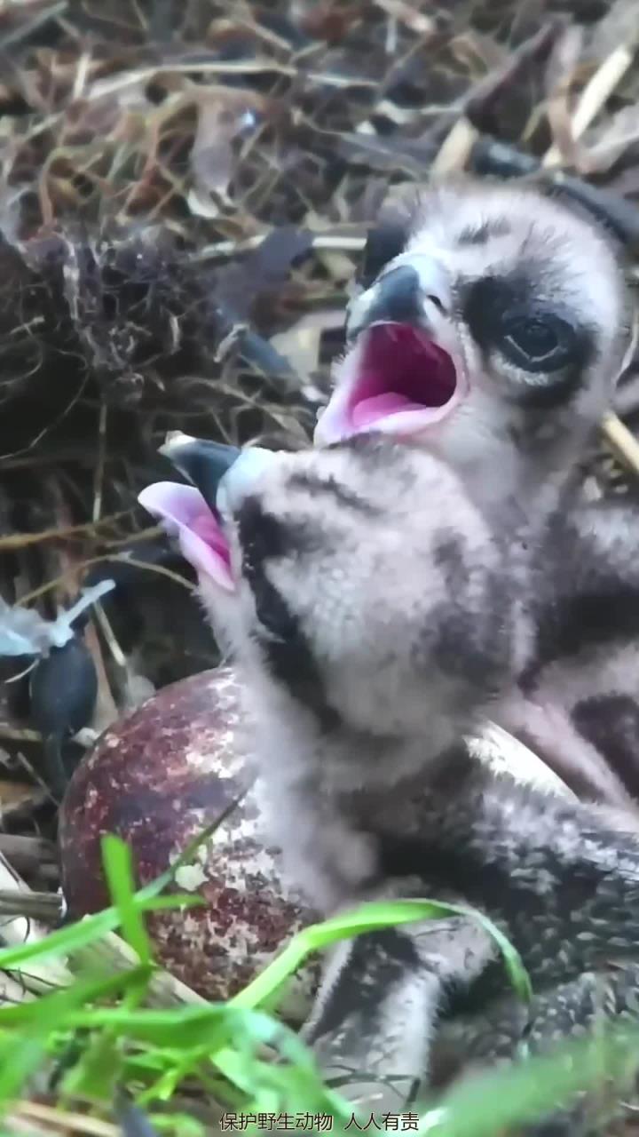 鱼鹰雏鸟出生不久便展现出强烈的攻击性