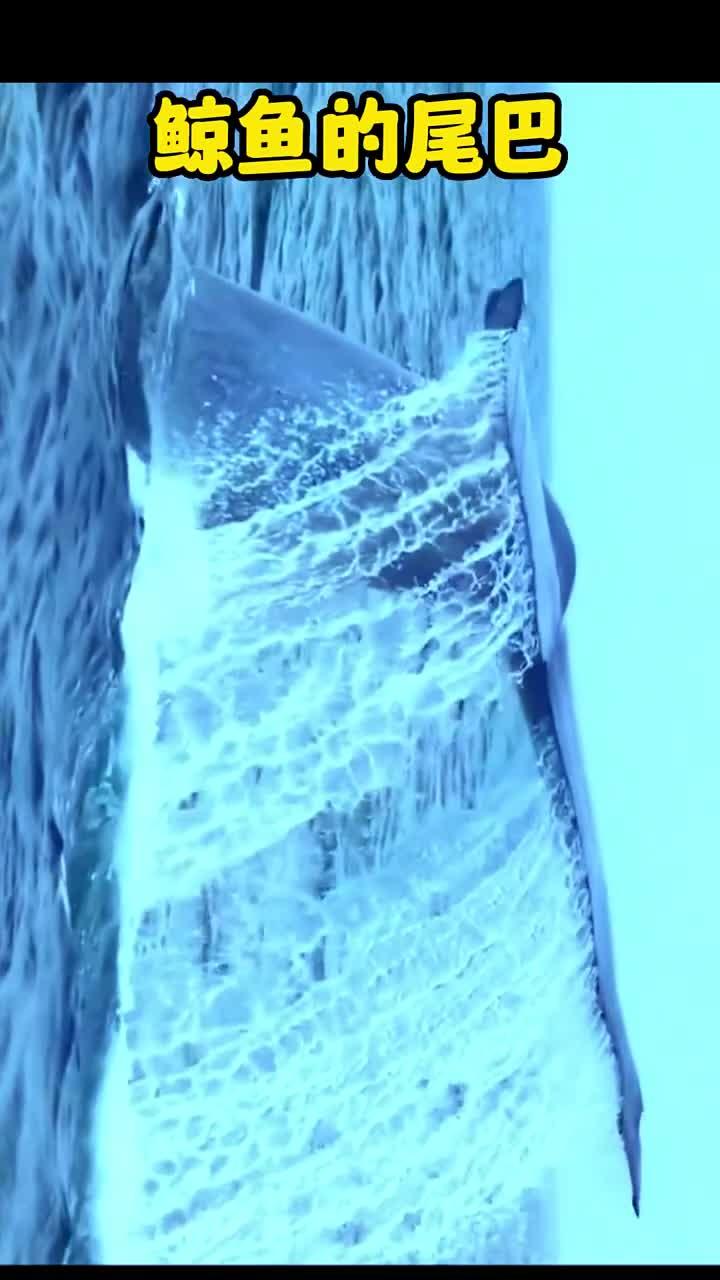 美丽的鲸鱼尾巴,你知道这是哪种鲸鱼吗