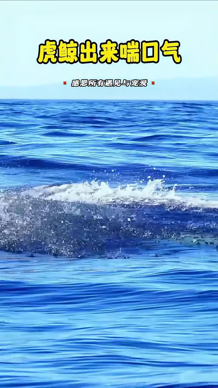 虎鲸浮出水面,享受清新空气的瞬间