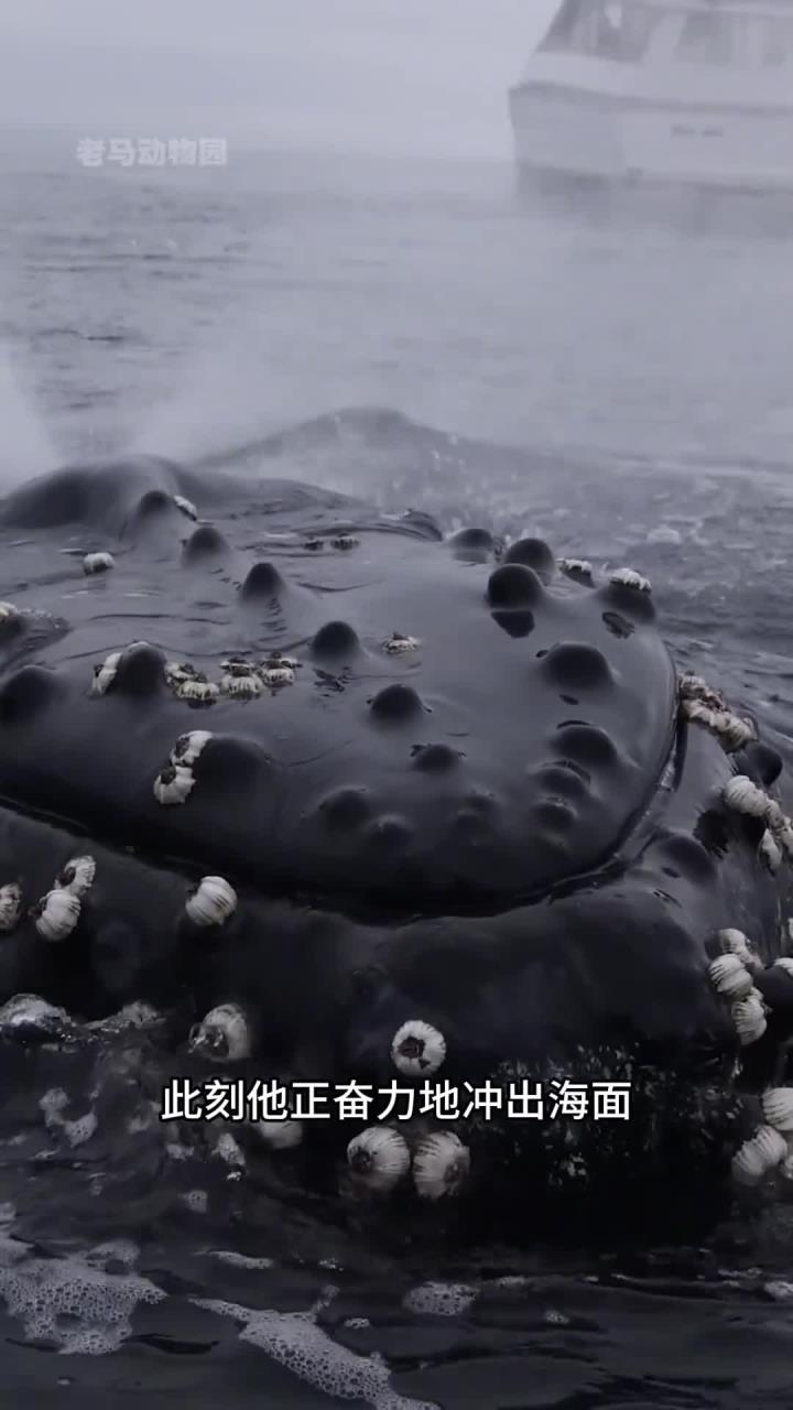 海洋生物中的鲸鱼揭秘,蓝鲸重量超过一百八十吨,座头鲸备受藤壶影响