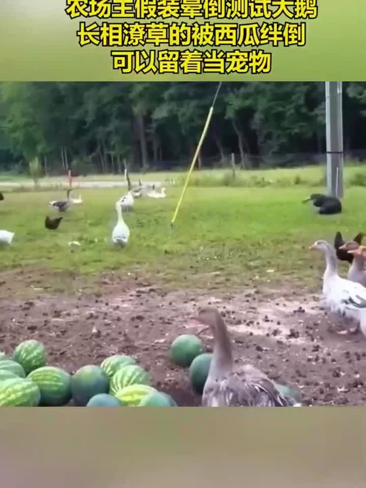 农场主用晕倒来测试大鹅，结果长相潦草的被西瓜绊倒